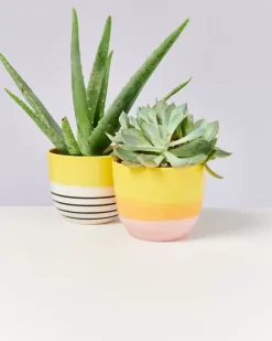 Flores Ubertopf Gelb Schwarz Gestreift